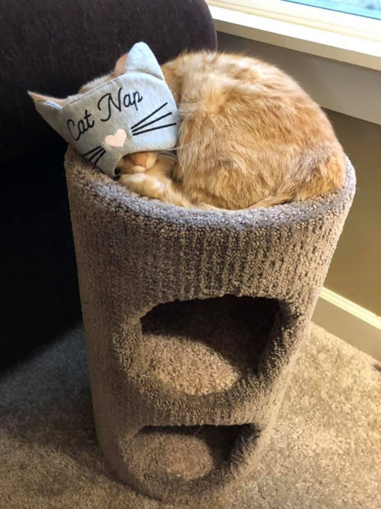 Carrot the cat has won Instagram fame — and a call from Ellen
